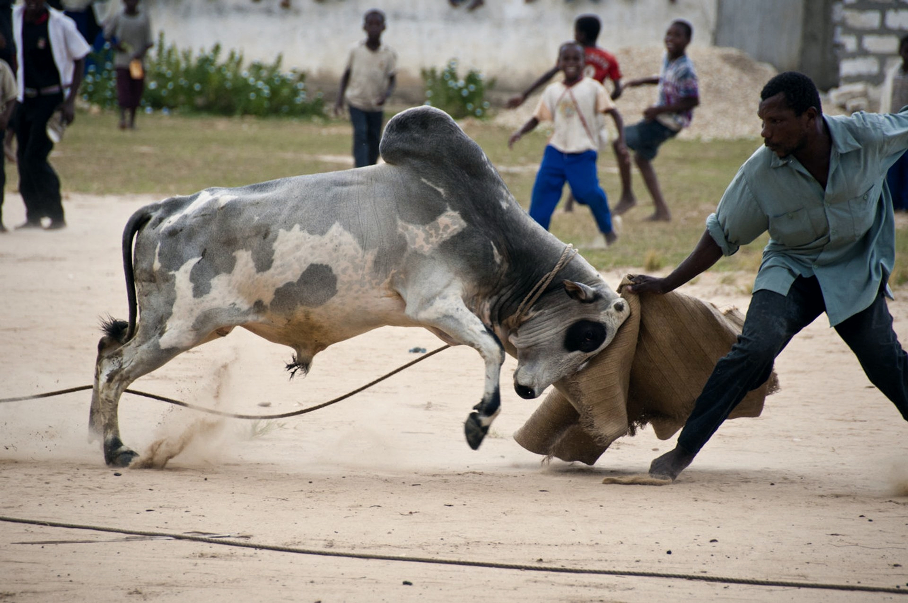 Pemba Bullfighting