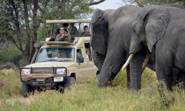 Tarangire & Ngorongoro Wilderness Journey