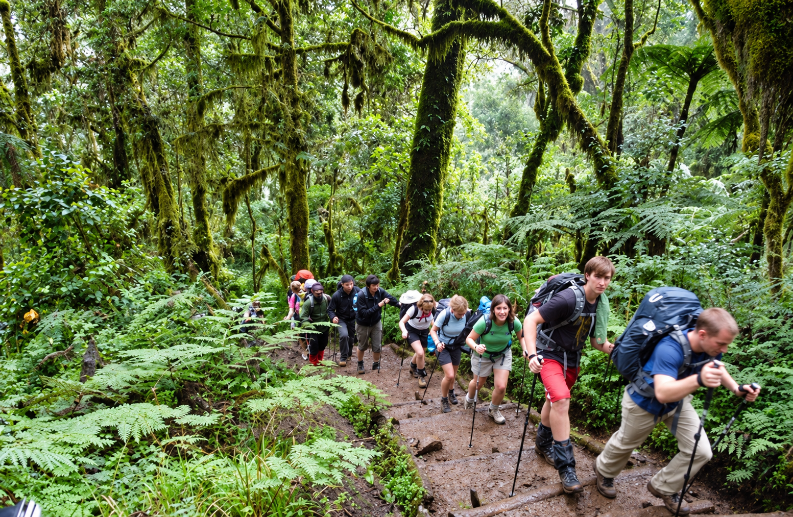 Montane Forests