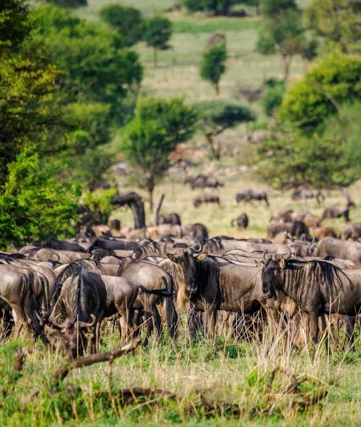 Tanzania Northern Parks Explorer