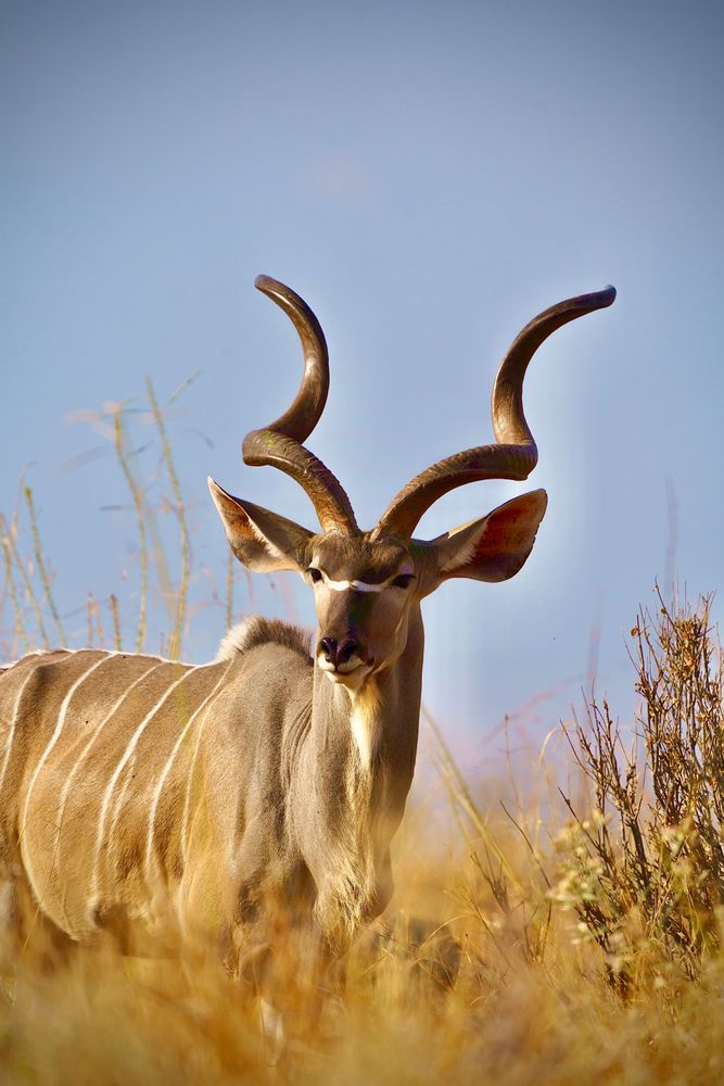Ruaha National Park