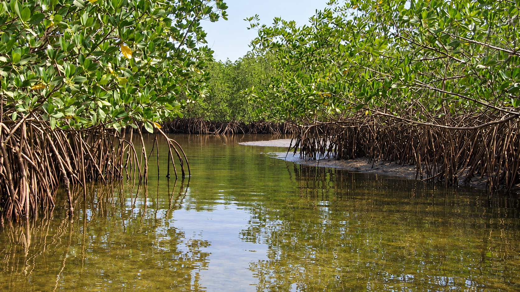 Mangrove Forests