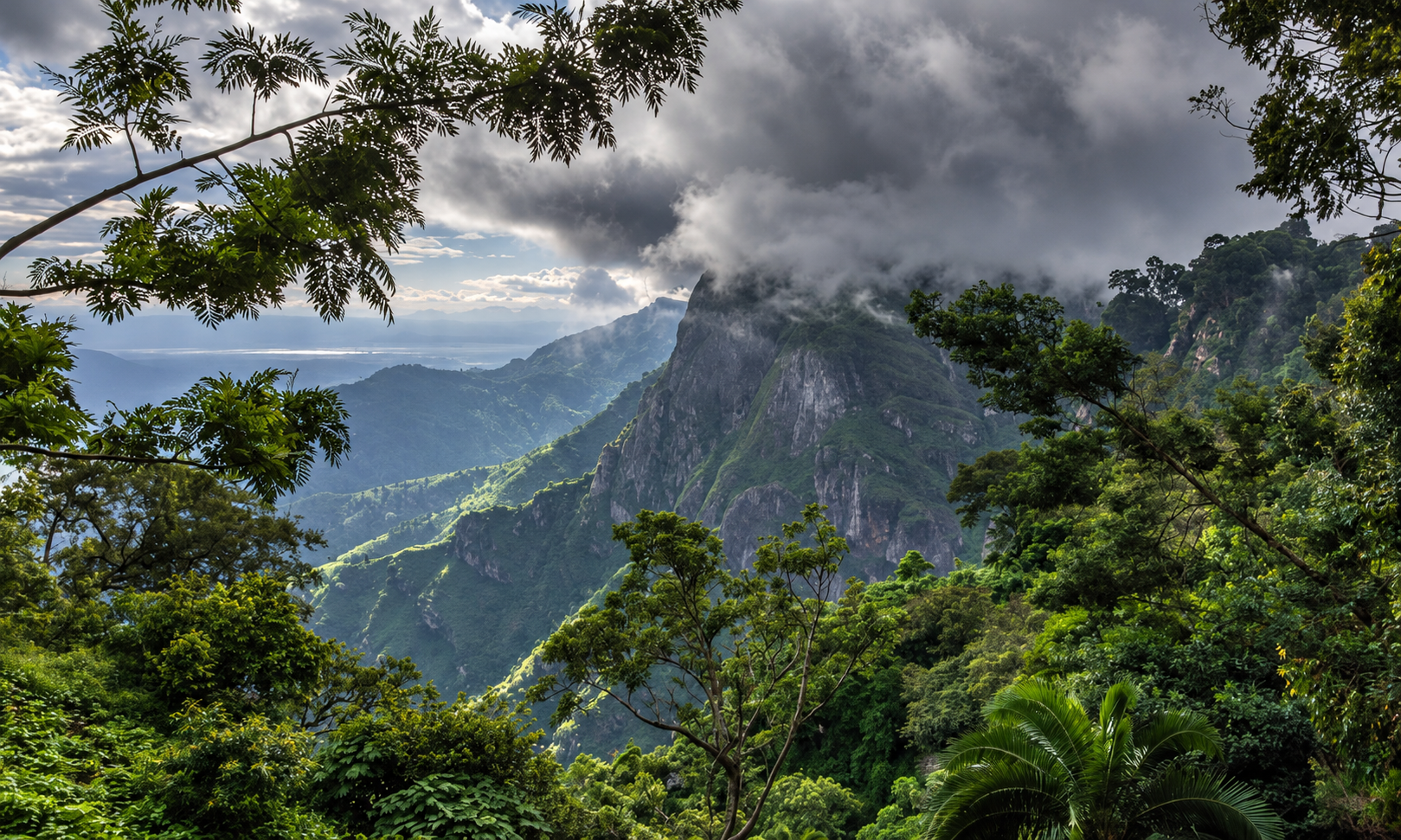 Tropical Montane Forests