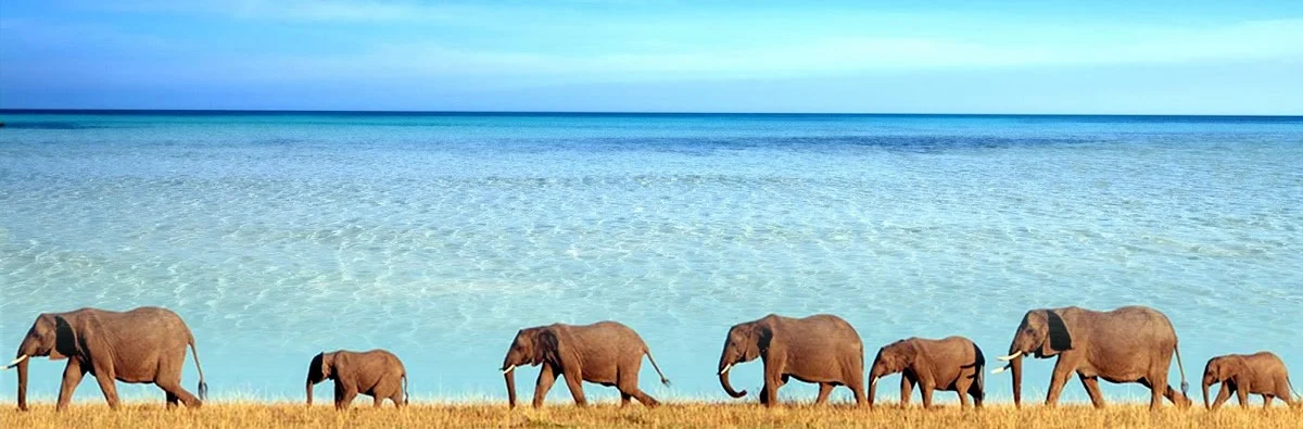 Saadani Bush & River Escape – 2-Day Safari